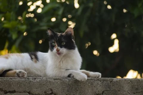 Cat lying on top of wall Stock Photos