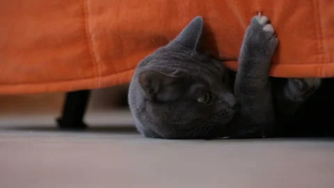 Cat lying under the couch Stock Footage 88908178