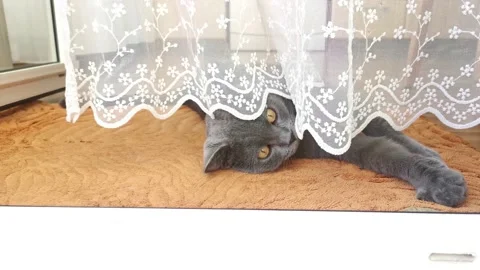 Cat lying under the lacy white tulle curtain plays with the curtain Stock Footage 213967160