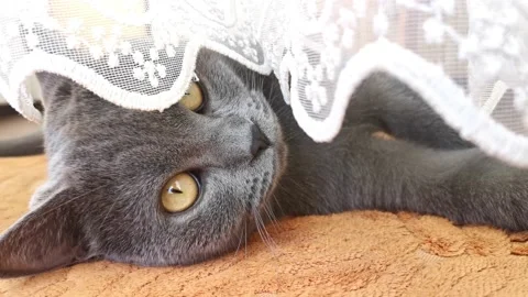 Cat, lying under the lacy white tulle curtain, plays with the mat Stock Footage 213967264