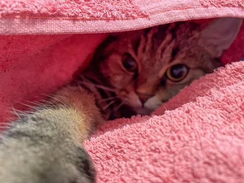 Cat lying under a red blanket. Stock Photos