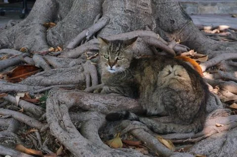 A cat lying under a tree in the foliage. Stock-Fotos