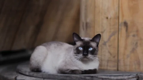 Cat Lying Under Wooden Table 스톡 동영상 112835042