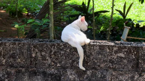 Cat lying on wall Stock Footage 313511340