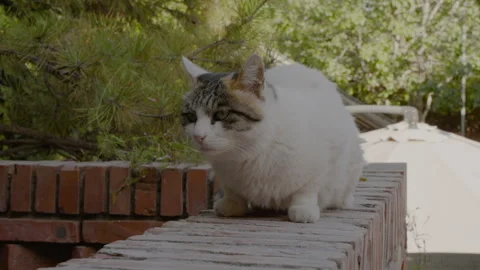 Cat lying on the wall looking and resting curiously Stock Footage 255685027
