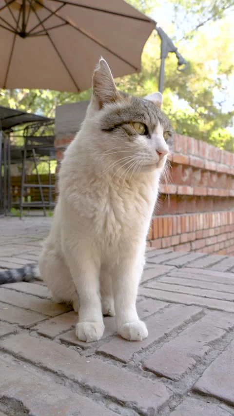 The cat is lying on the wall, looking and resting, curious vertical screen Video stock 255687176