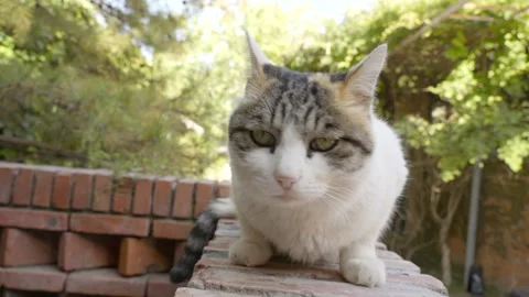 Cat lying on the wall looking and resting curiously Stock Footage 255687380