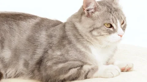 Cat Lying On A White Background Video stock 51848360