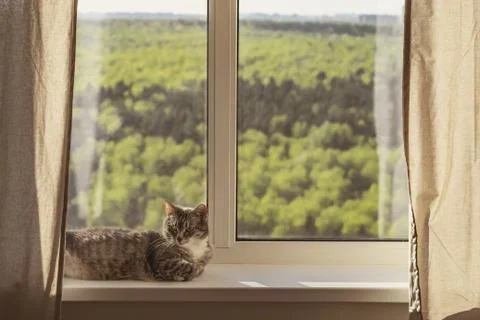 The cat is lying at the window with green trees and the sky. The concept of s Stock Photos