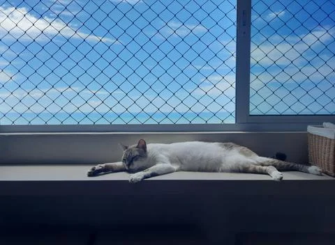 Cat lying on the window Stock Photos