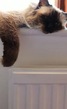 The cat is lying on the window, warming itself near the heater. Stock Photos