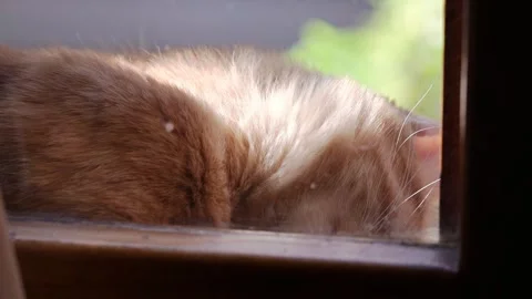 Cat lying on the windows Stock Footage 296964095