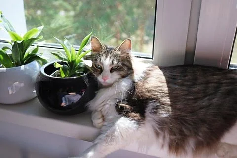 Cat lying on the windowsill basking in the sun Stock Photos