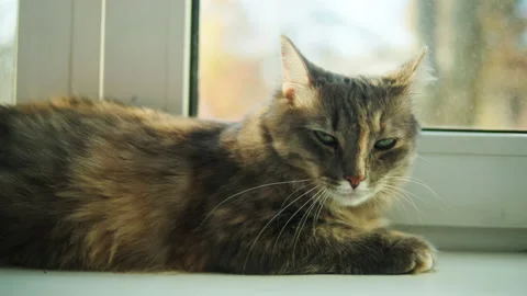 Cat lying on windowsill close-up. Grey kitten resting near window. Furry Stock-Footage 163545044