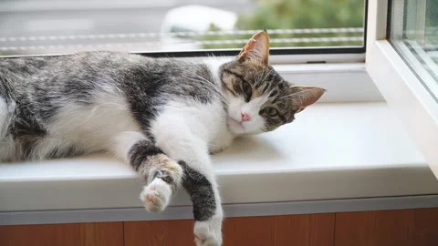 Cat lying on windowsill close-up. Grey kitten resting near window. Furry Stock Footage 201169970