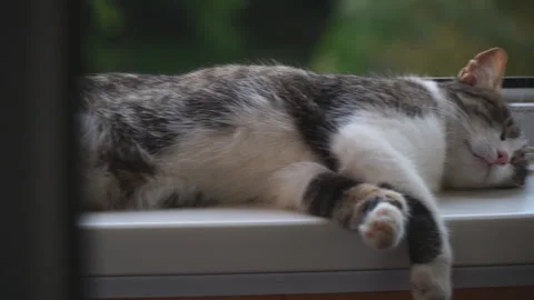 Cat lying on windowsill close-up. Grey kitten resting near window. Furry Stock Footage 201170071