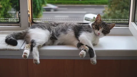 Cat lying on windowsill close-up. Grey kitten resting near window. Furry Stock Footage 201628695