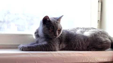 The cat is lying on the windowsill. Gray cat. Cat at the window. The british Stock Footage 142287599