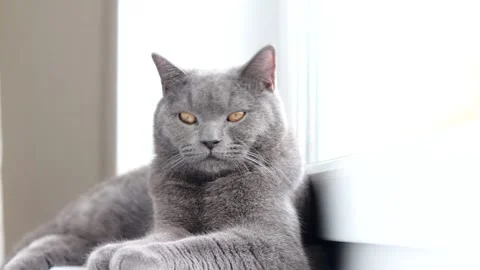 The cat is lying on the windowsill. Gray cat. Cat at the window. The british Stock Footage 142287697