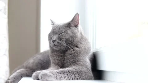 The cat is lying on the windowsill. Gray cat. Cat at the window. The british Stock Footage 143902410