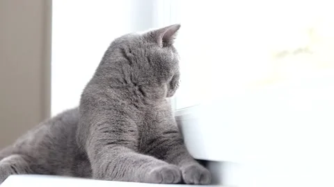 The cat is lying on the windowsill. Gray cat. Cat at the window. The british Stock Footage 145579817