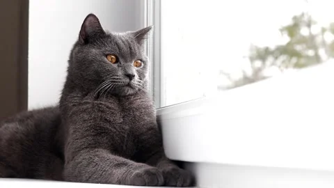 The cat is lying on the windowsill. Gray cat. Cat at the window. The british Stock Footage 165238310