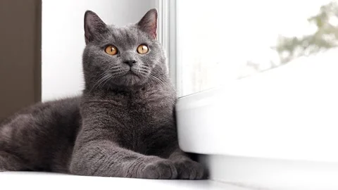The cat is lying on the windowsill. Gray cat. Cat at the window. The british Stock Footage 165238349