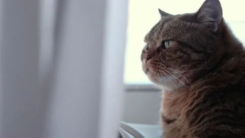 The cat is lying on the windowsill home pets the  scottish breed striped cat Stock Footage 168736490