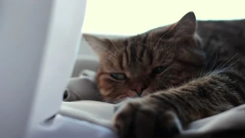 The cat is lying on the windowsill home pets scottish breed striped cat Stock Footage 168736500
