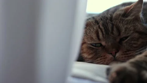 The cat is lying on the windowsill home pets scottish breed striped cat Stock Footage 168736501
