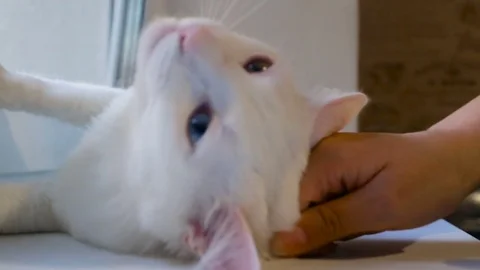 A cat lying on the windowsill, pull the front legs forward, woman's hand takes t Stock Footage 80275181