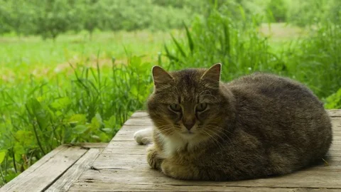 Cat Lying On Wooden Staircase Near The House Stock Footage