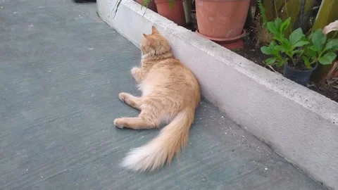 A cat lying in the yard 動画素材 134144925