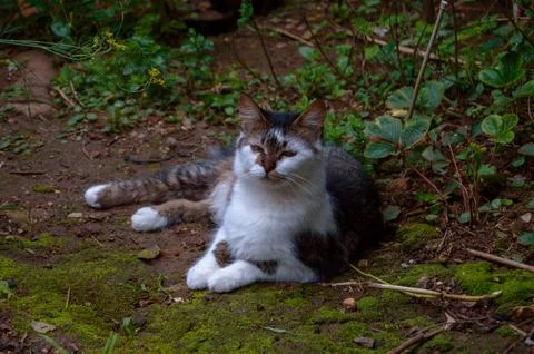 A cat lying in the yard Stock Photos