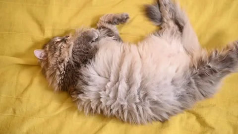 Cat is lying on a yellow blanket in various positions. The animal displays a 스톡 동영상 337101105