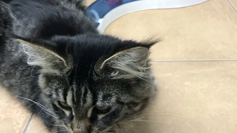 Cat Maine Kun Stock Footage 75902291