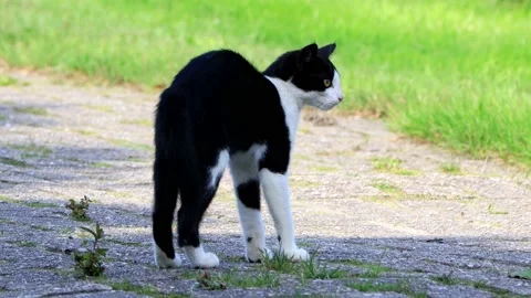 Cat makes a cat hump Stock Footage 145594800