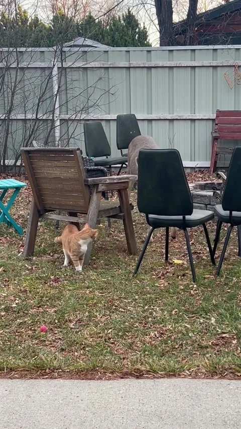 Cat Makes a Deer Friend, Lethbridge, Alberta, Canada - 14 Nov 2024 Video stock 292848223
