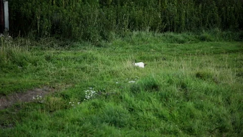 The cat makes its way through the grass Stock-Footage 92996059