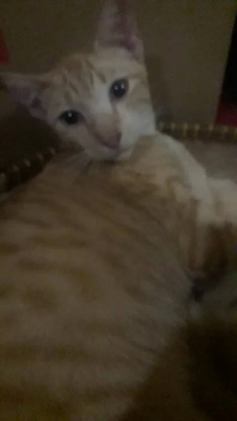 Cat makes me laugh Stock Footage 213945342