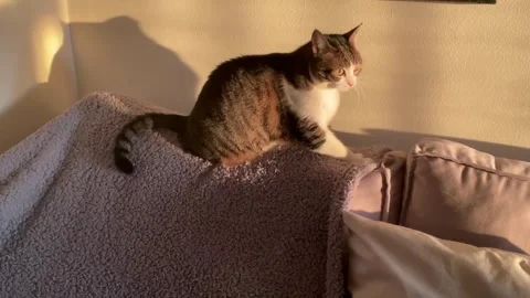 Cat making biscuits on fleece blanket under the sunlight 스톡 동영상 304089958