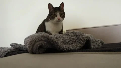 Cat making biscuits on fleece blanket 스톡 동영상 304089966