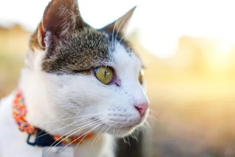The cat is making a sad face close-up. Stock Photos