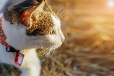 The cat is making a sad face close-up. Stock Photos