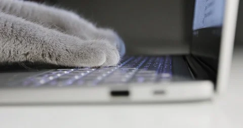 A cat manager is typing on a laptop. Stock Footage 85792048