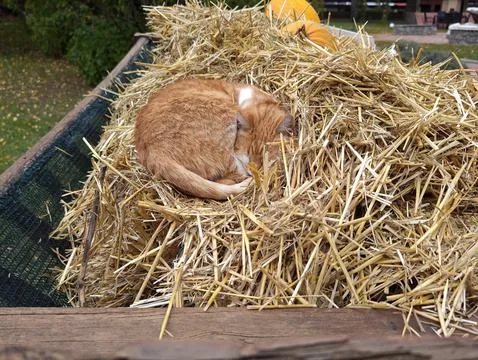 Cat in the Manger Stock Photos