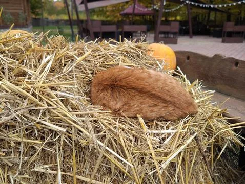 Cat in the Manger Stock Photos