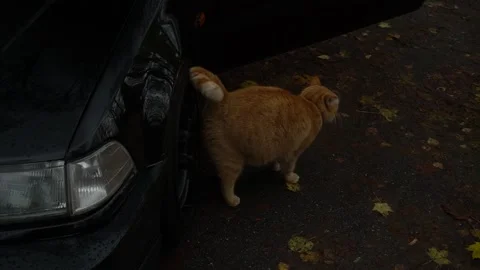 Cat marking territory on car Stock Footage 164590972