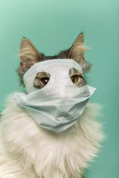 Cat with mask Stockfoto's