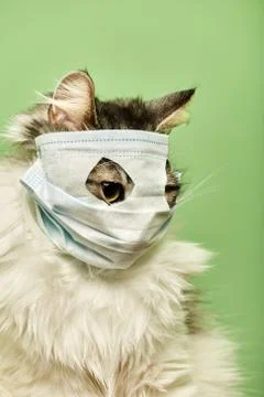 Cat on mask Фото